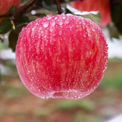 铜川市苹果 红富士75-80果 5斤左右