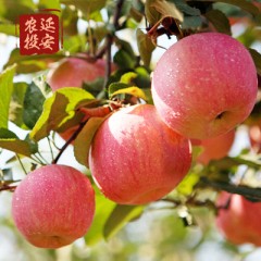 苹果延安农投延安苹果家庭生活装20枚新鲜水果红富士