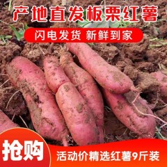 【宝鸡扶贫馆】麟游县 绿野良品 板栗红薯9斤袋装