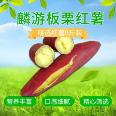 【宝鸡扶贫馆】麟游县 绿野良品 板栗红薯9斤袋装