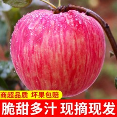 【延安扶贫馆】美域高洛川苹果85#24枚箱装