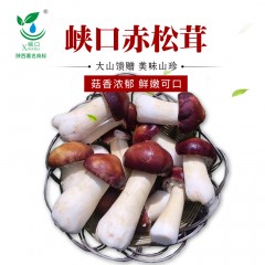 【汉中扶贫馆】西乡县 绿珠茶业  赤松茸罐装100g/罐