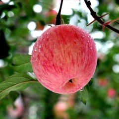 【延安馆】延安洛川苹果18枚85果  红富士