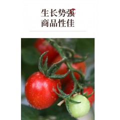 【GO汉阴】千禧圣女果种子种籽小番茄种子