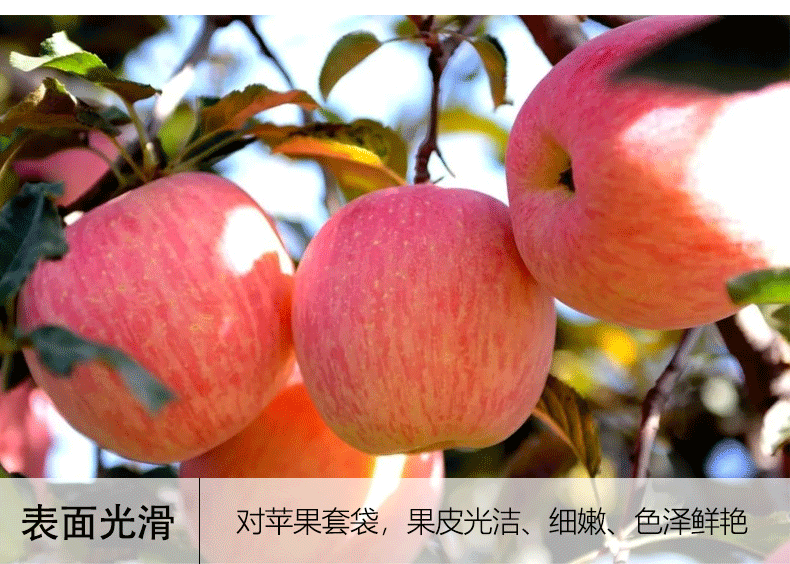 苹果-1_06.jpg