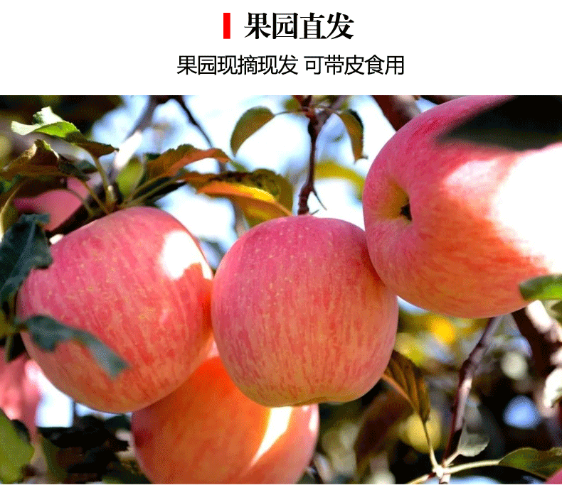 苹果-1_10.jpg