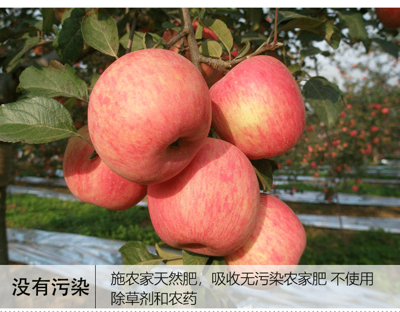 苹果-1_08.jpg