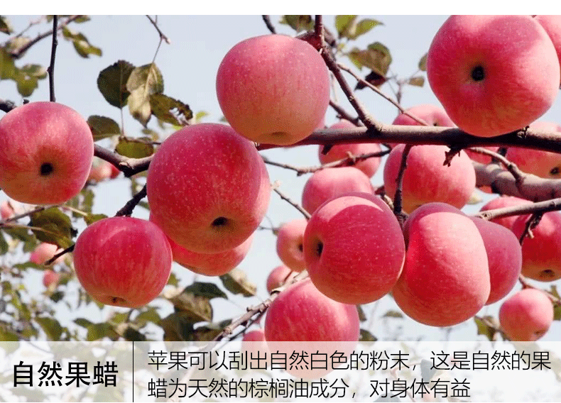 苹果-1_07.jpg