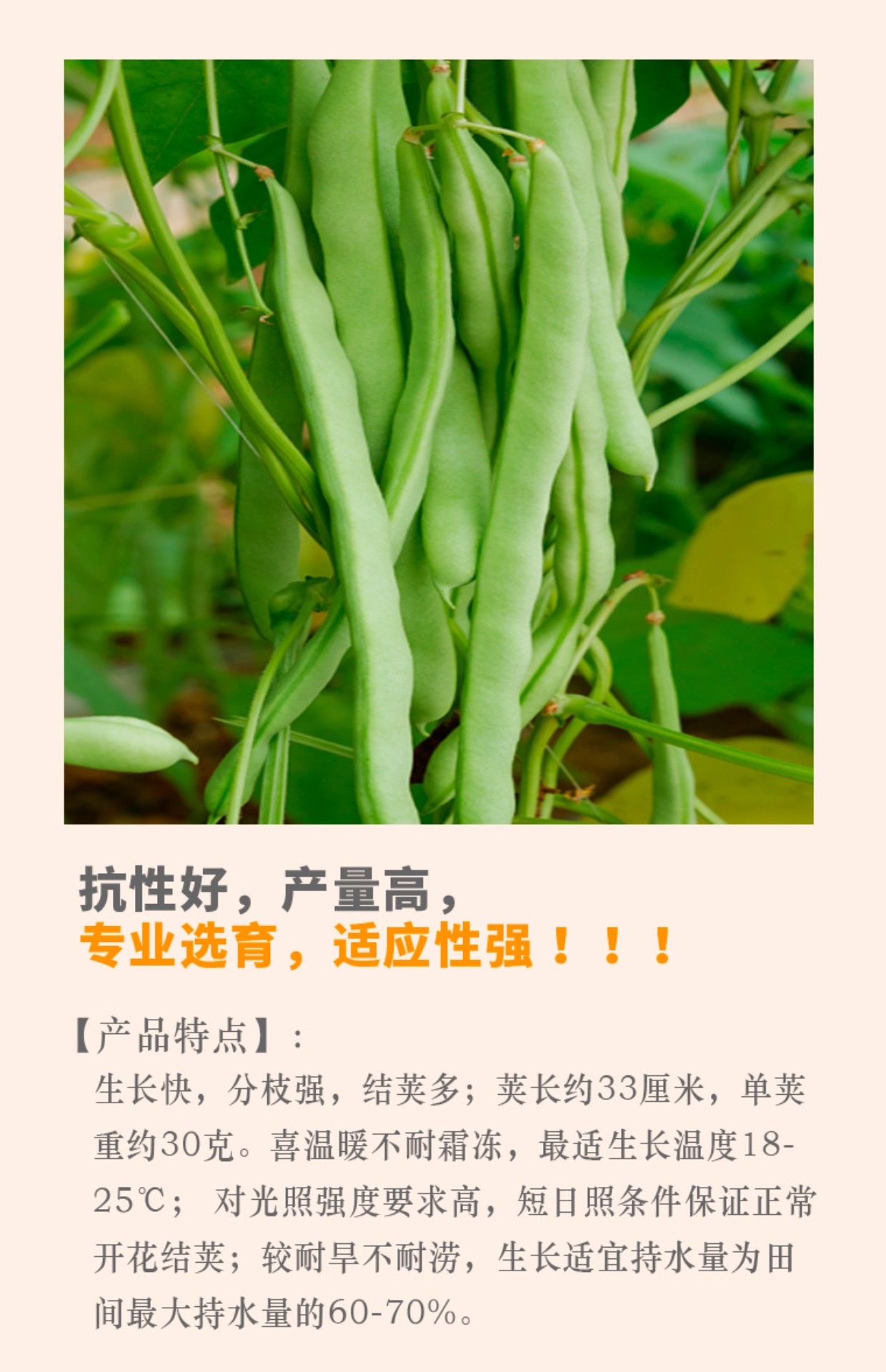 四季豆种子55.jpg